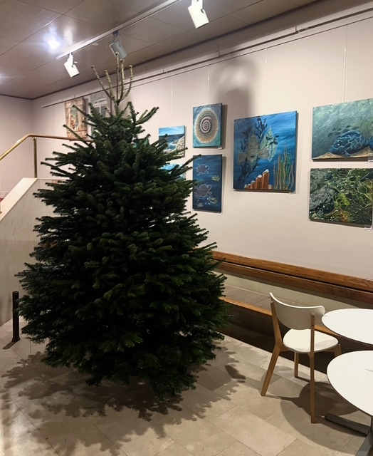Nadstandardna božična jelka: 250 - 300cm